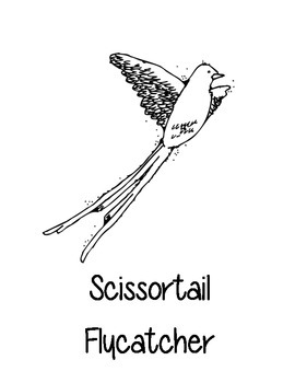 Oklahoma state coloring pages by loving life in kindergarten tpt