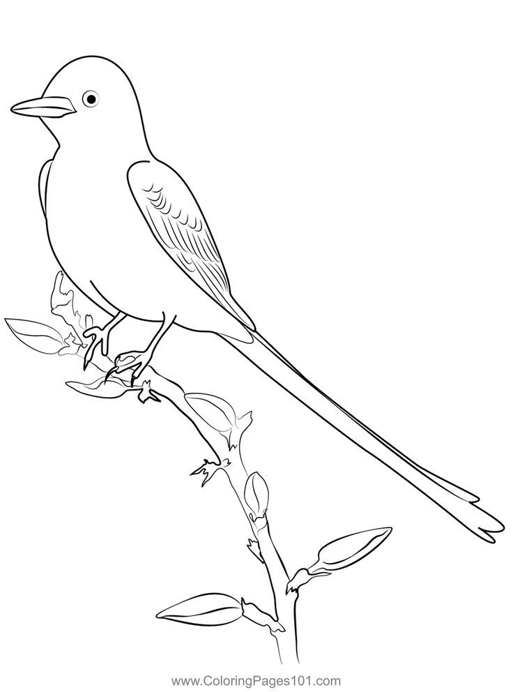 Scissor tailed flycatcher colorg page colorg pages flycatcher prtable colorg pages