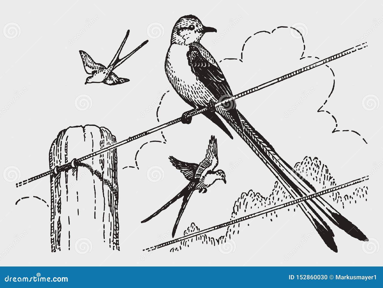 Flycatcher stock illustrations â flycatcher stock illustrations vectors clipart
