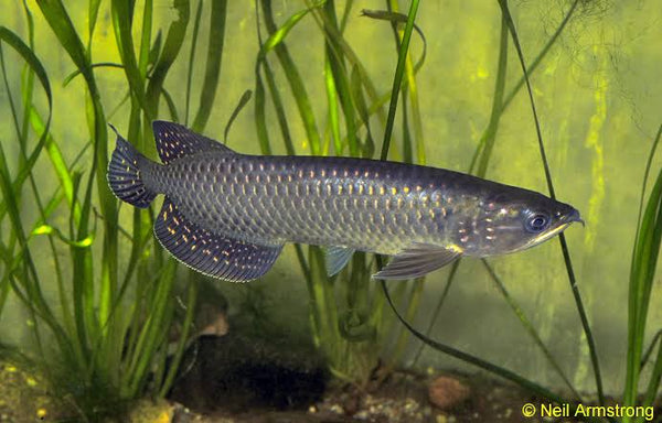 Saratoga leichardti cm â micro aquatic shop