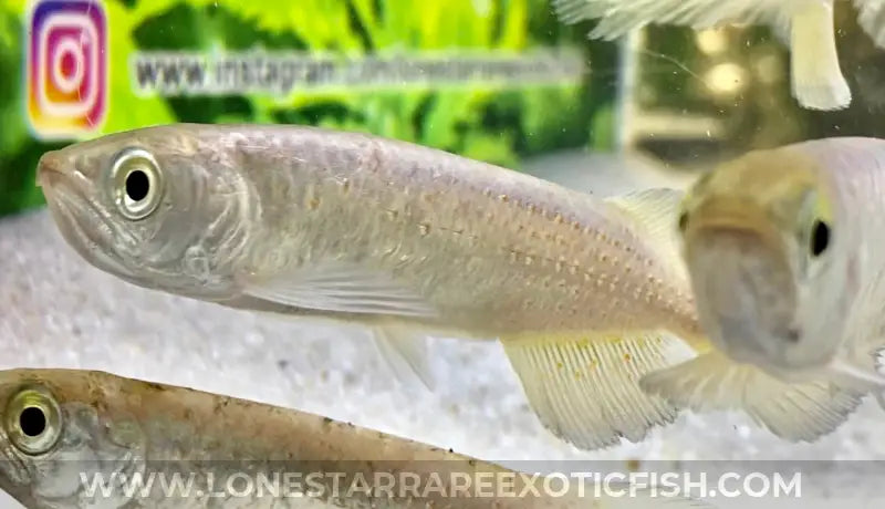 Southern saratoga arowana scleropages leichardti live freshwater tropical fish for sale online