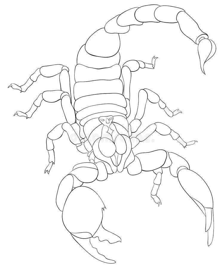 Scorpion coloring stock illustrations â scorpion coloring stock illustrations vectors clipart