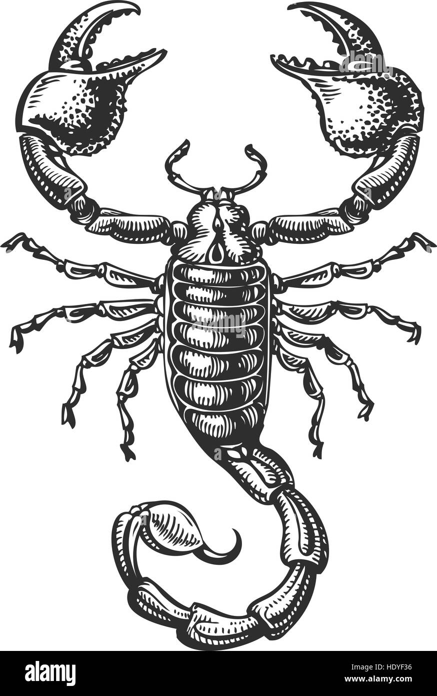 Scorpion stock vector images