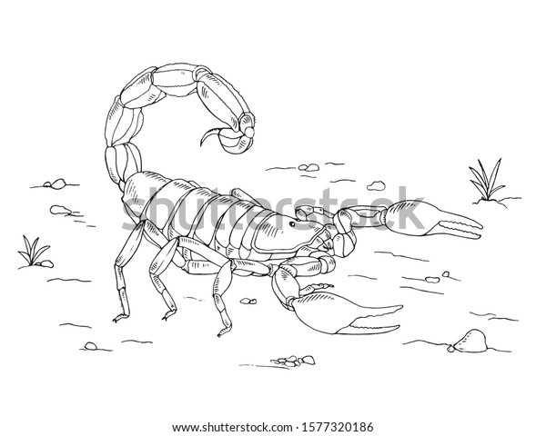 Hundred colouring book scorpion royalty