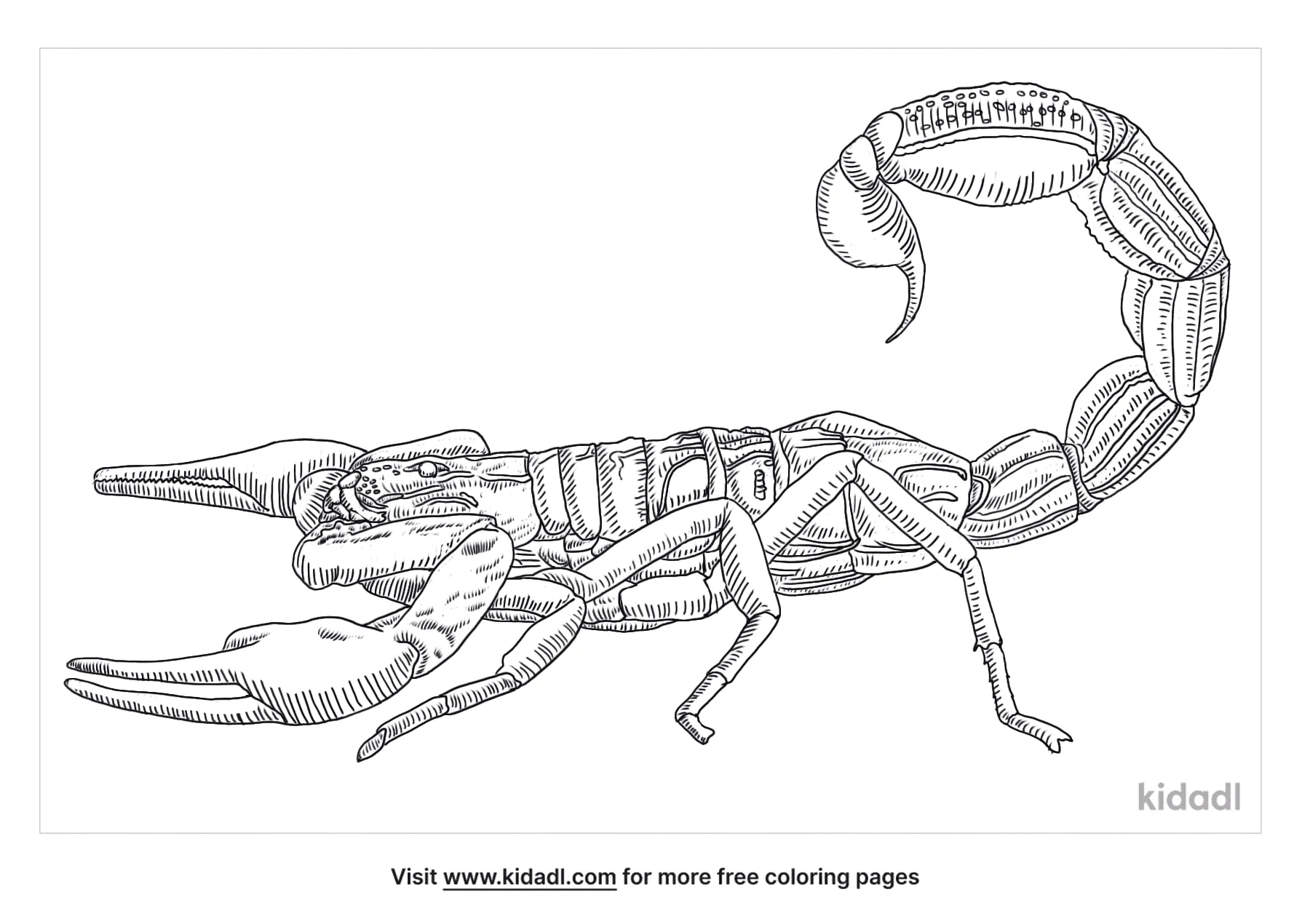 Free arabian fat tailed scorpion coloring page coloring page printables