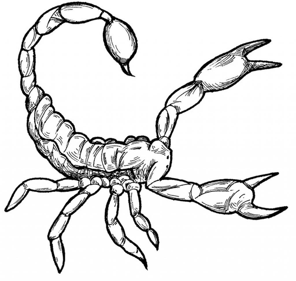 Free printable scorpion coloring pages for kids unicorn coloring pages animal coloring pages coloring pages for kids