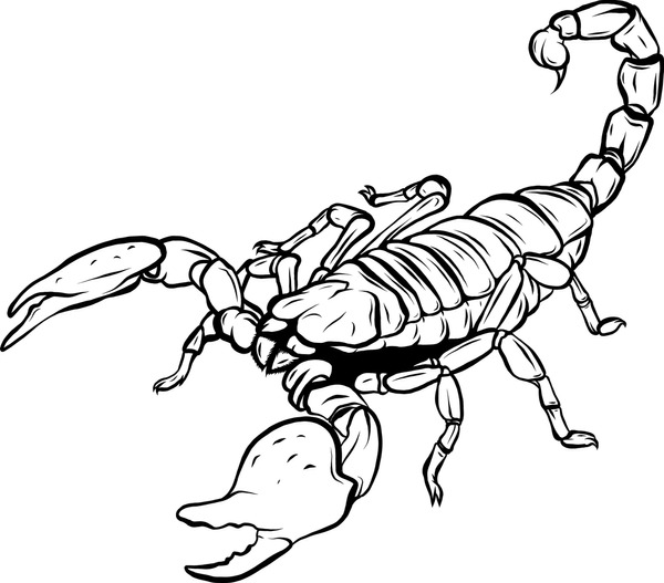 Thousand colorful scorpion royalty