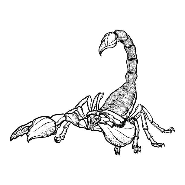 Scorpion stinger stock illustrations royalty