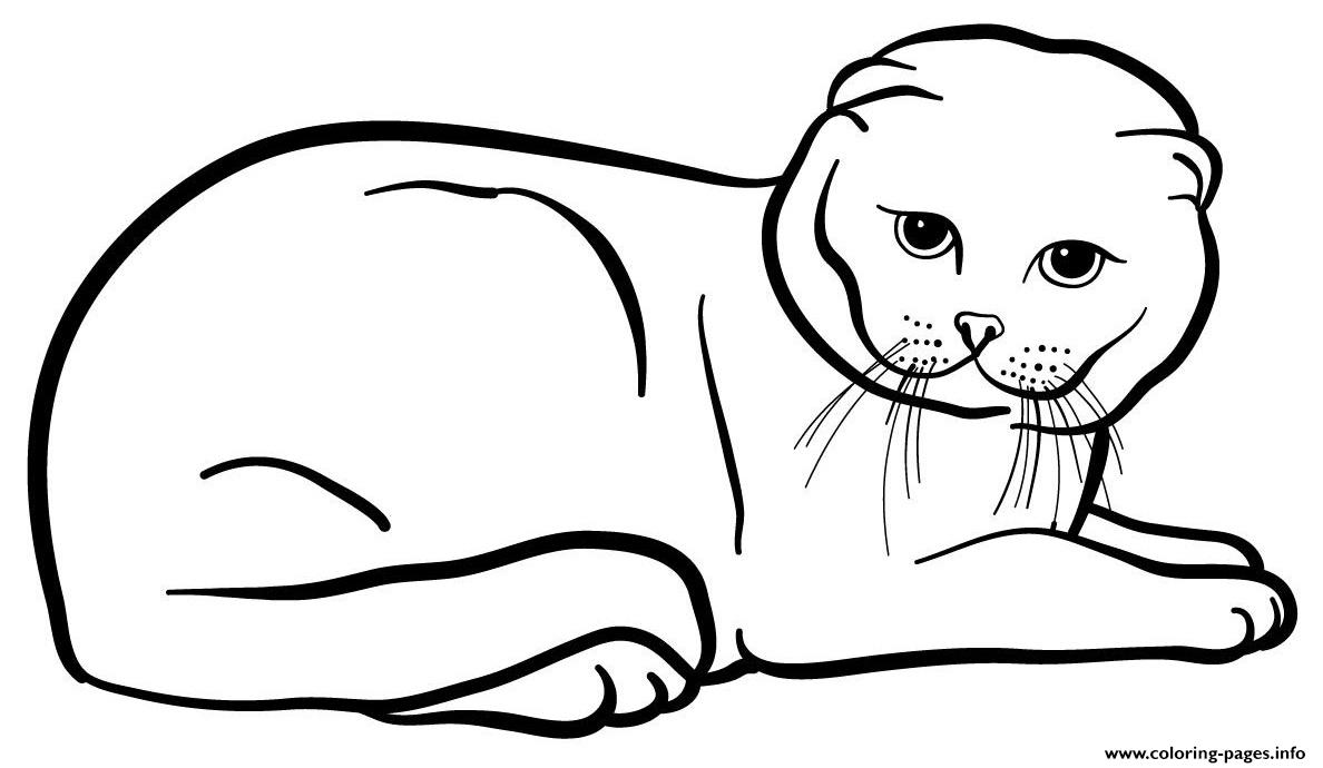 Scottish fold cat coloring page printable