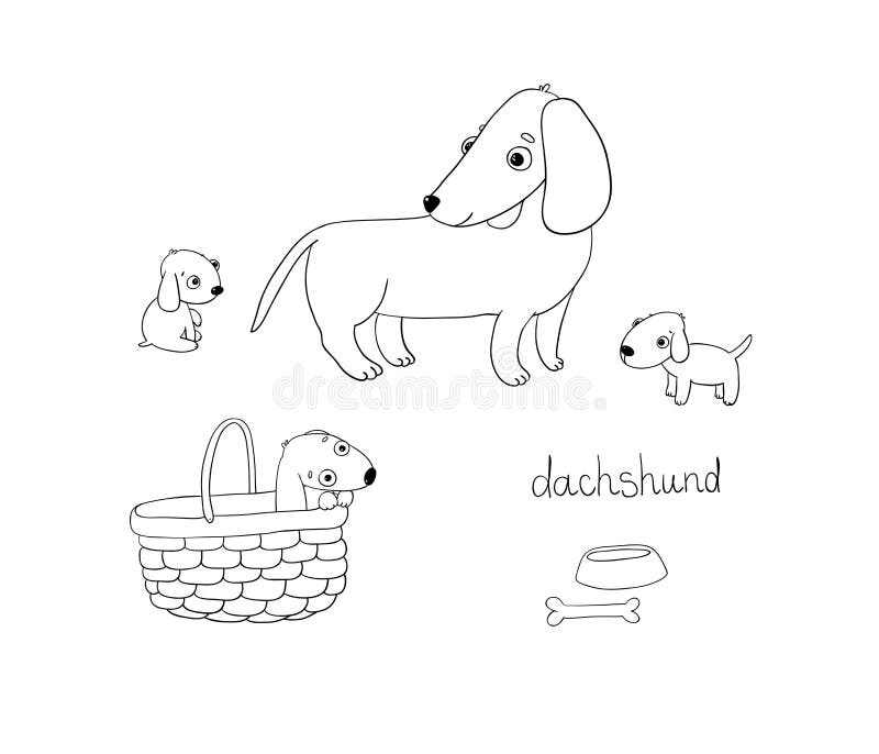 Dachshund illustration stock illustrations â dachshund illustration stock illustrations vectors clipart