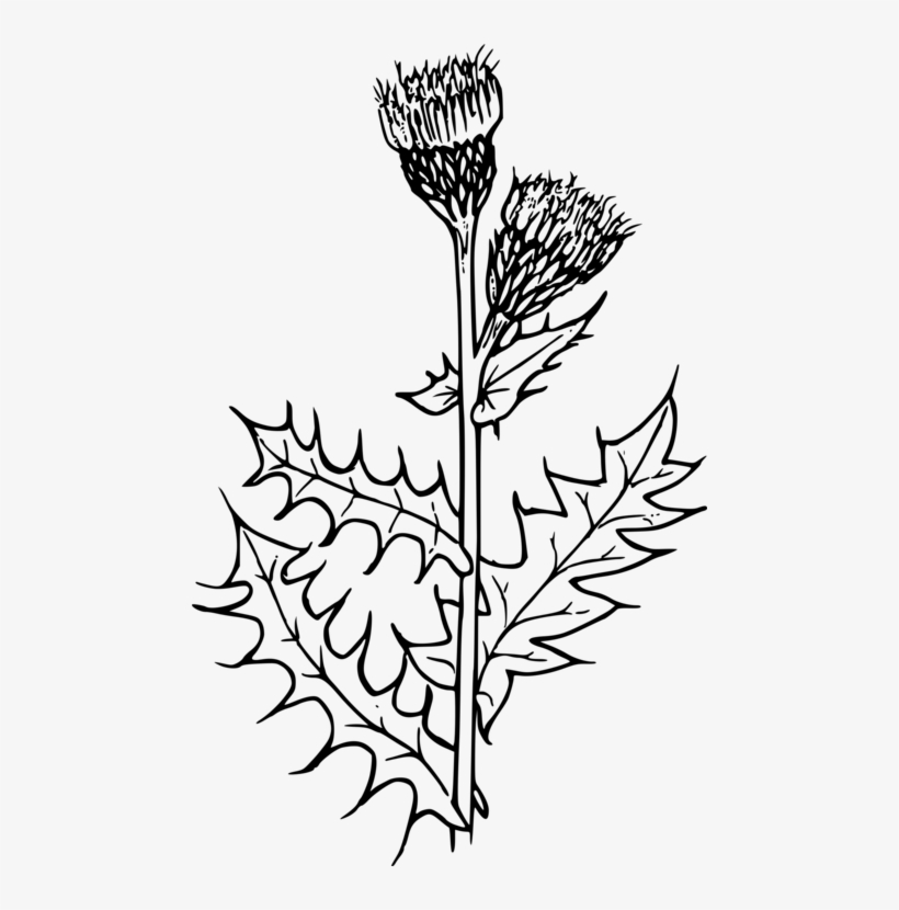 Creeping thistle drawing flower milk thistle
