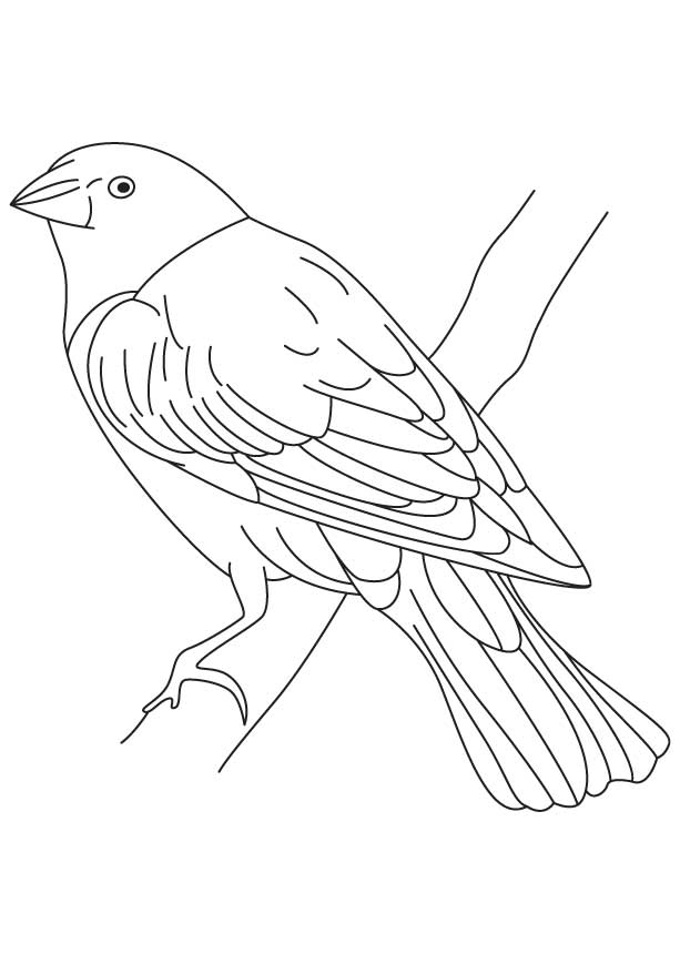 Screaming cowbird coloring page download free screaming cowbird coloring page for kids best coloring pages