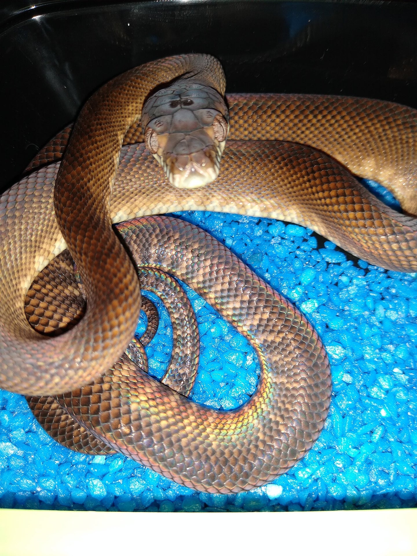 Cb moluccan scrub python for sale reptile forums