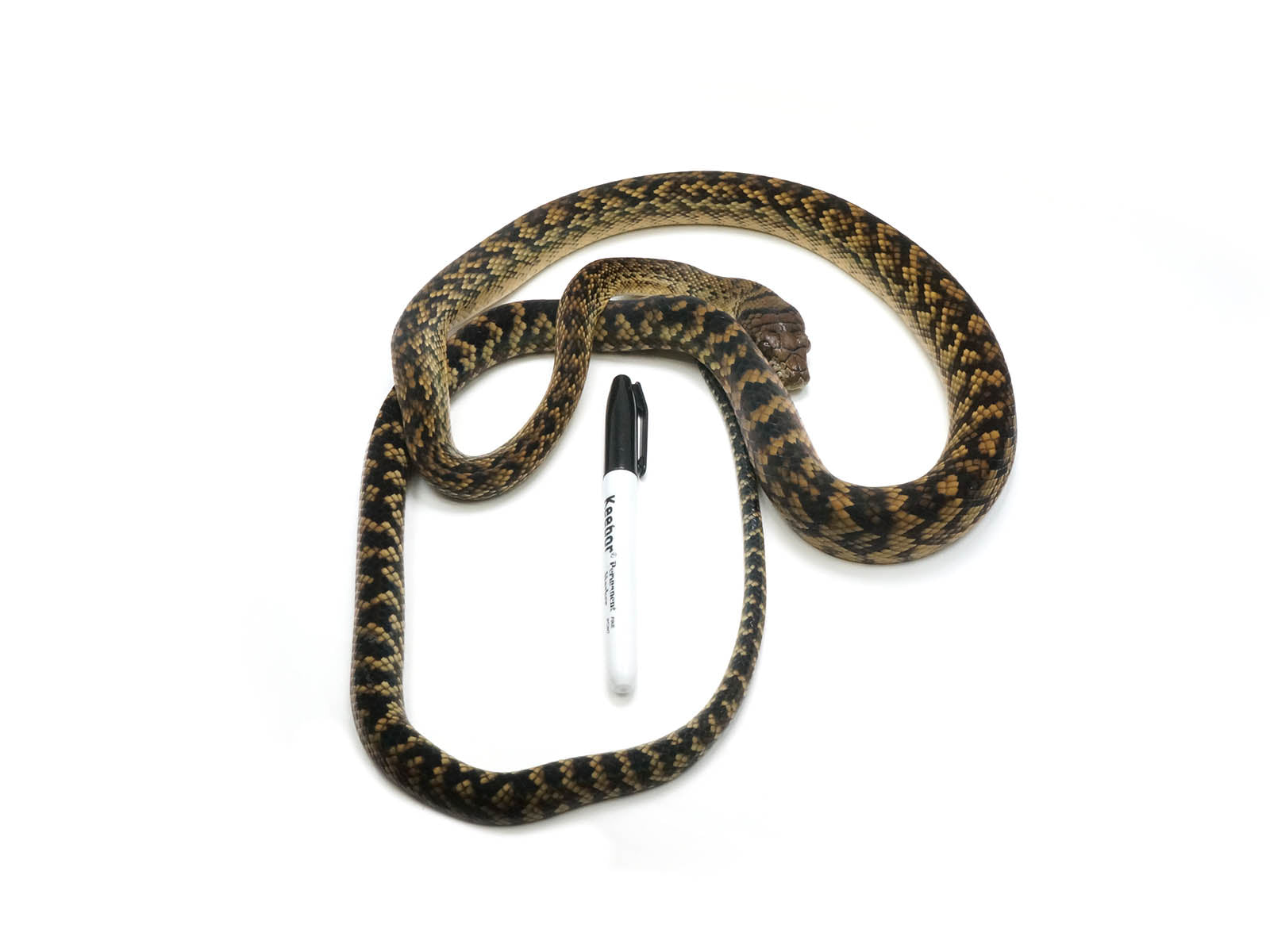 Well established long term captive male jayapura scrub python â new england reptile