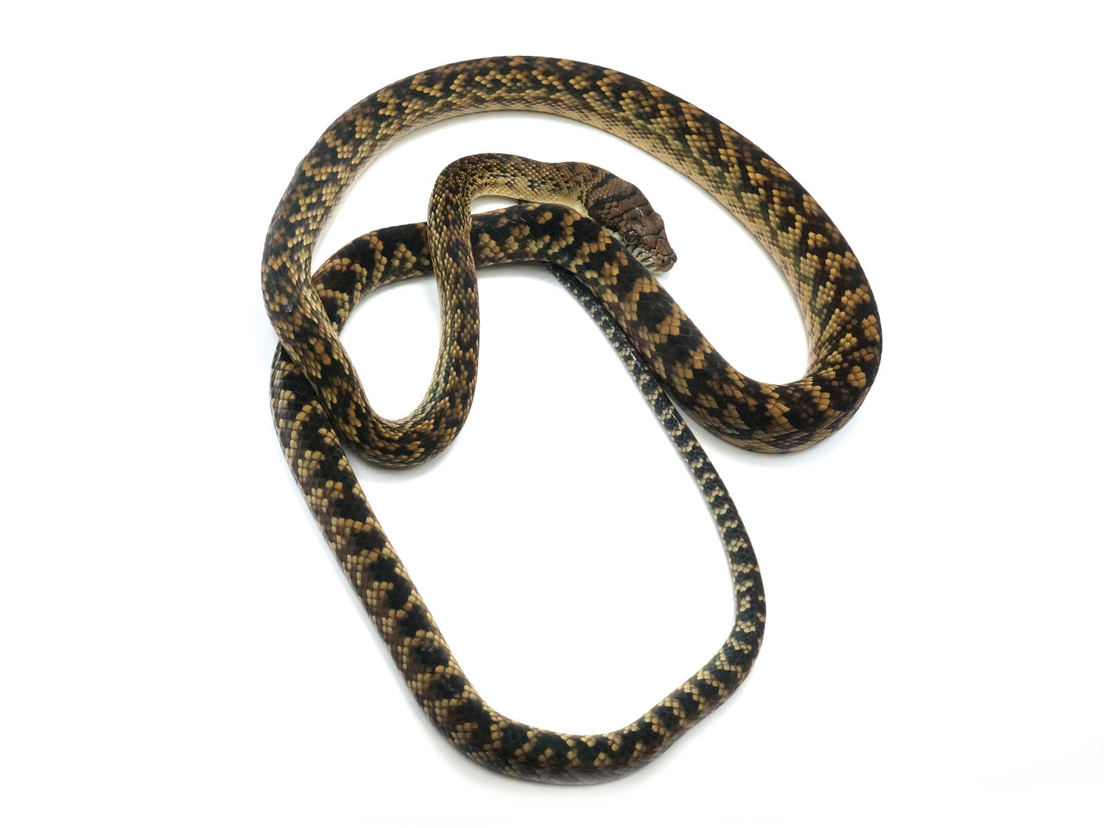 Well established long term captive male jayapura scrub python â new england reptile