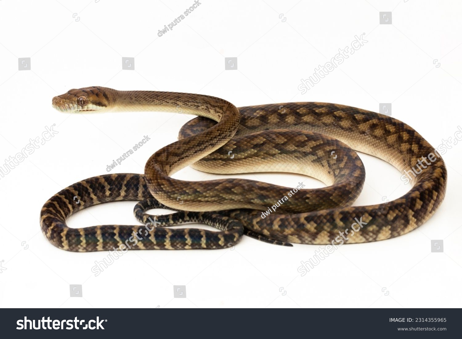 Scrub python images stock photos d objects vectors
