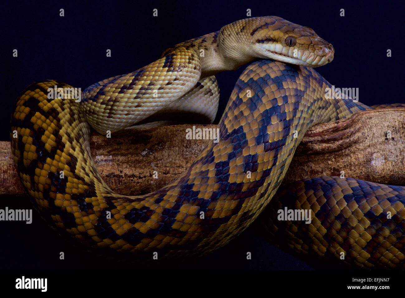 Australian python hi