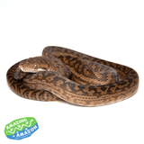 Amethystine scrub python aquarium and reptiles amazing amazon