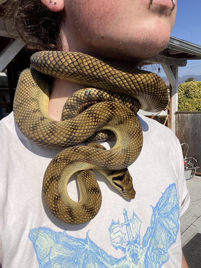 Placing way too much trust in this amethystine pythonðhe got returned times for aggression before i came along absolute beauty rsnakes