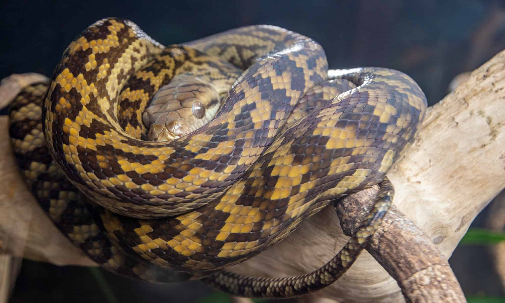 Amethystine python scrub python animal facts simalia amethistina