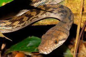 Amethystine scrub python aquarium and reptiles amazing amazon