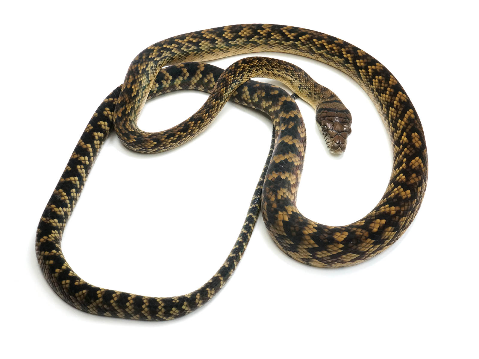 Well established long term captive male jayapura scrub python â new england reptile