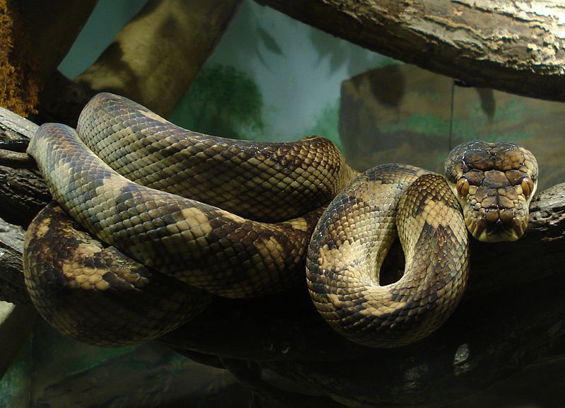 Scrub python animal database