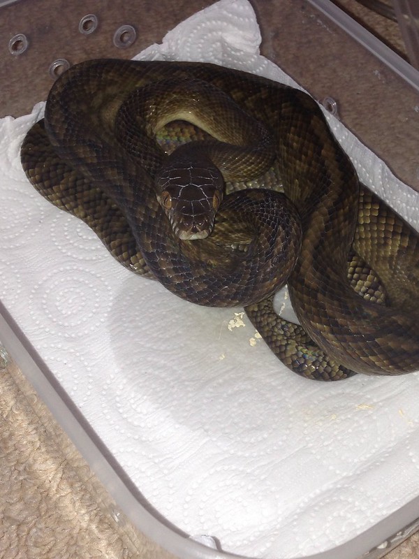 Merae scrub python update reptile forums