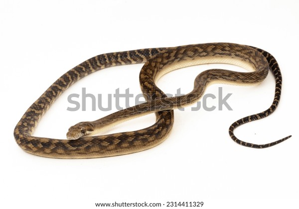 Amethystine python images stock photos d objects vectors