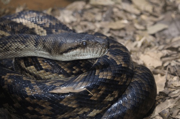 Amethystine python images stock photos d objects vectors