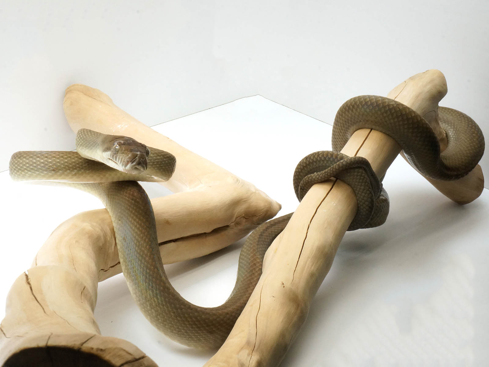 Female southern scrub python â new england reptile