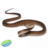 Amethystine scrub python aquarium and reptiles amazing amazon