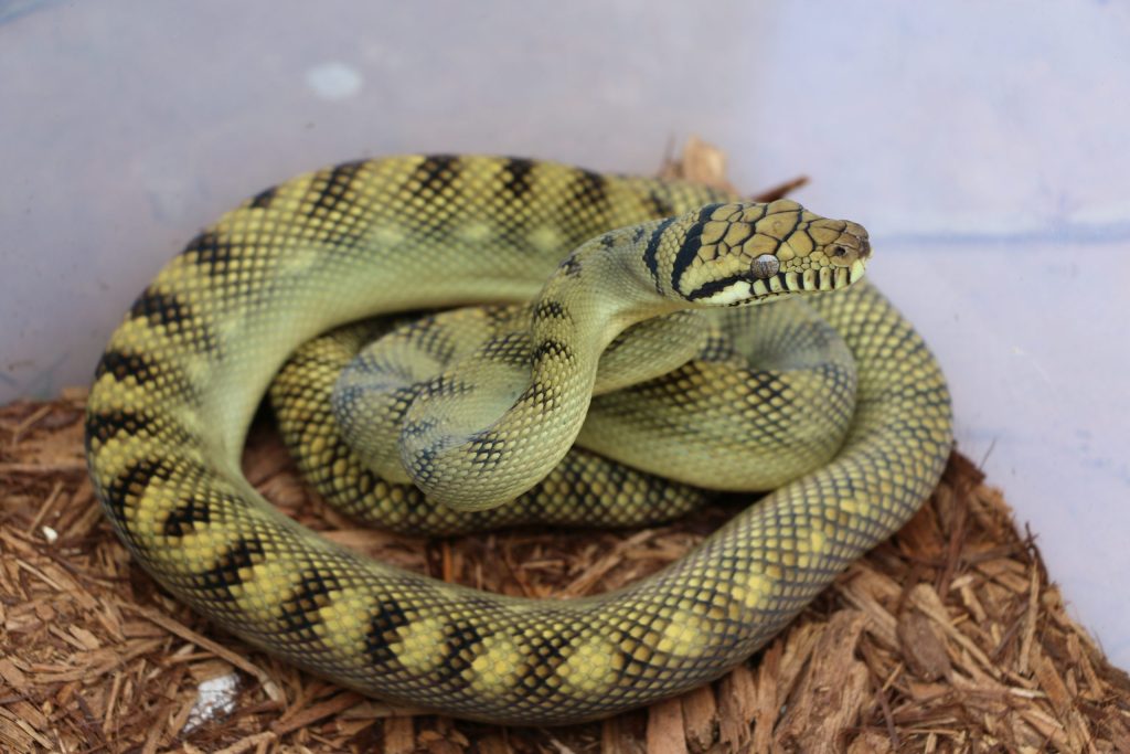 Pythons