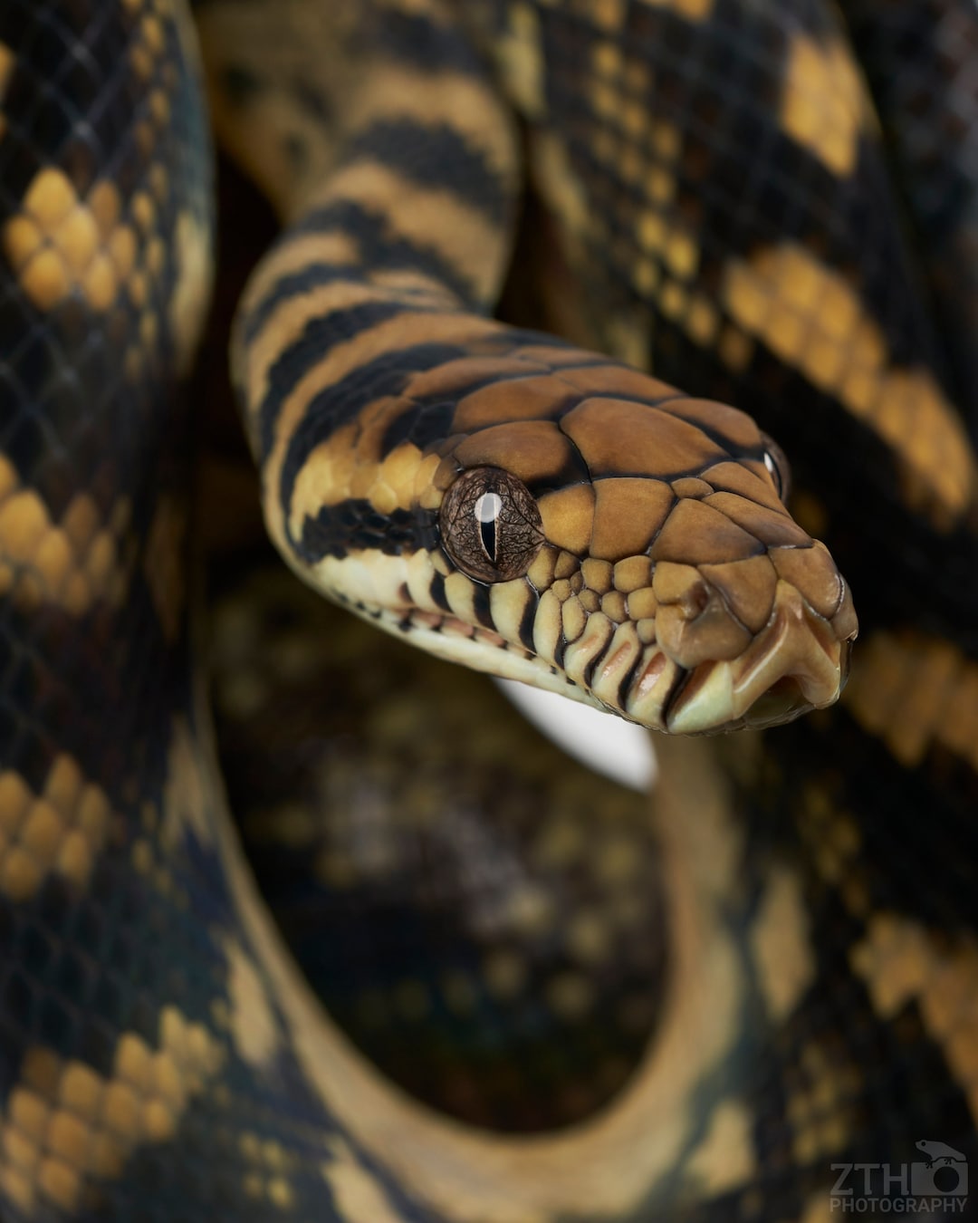 Scrub python