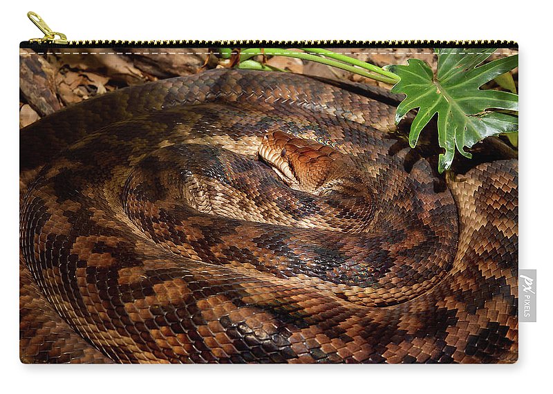 Scrub python australian longest snake zip pouch by miroslava jurcik