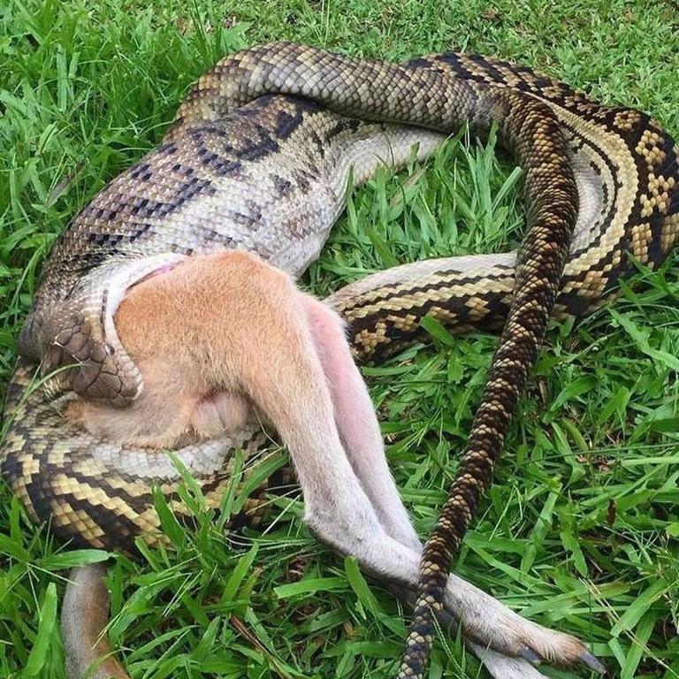 Scrub python unhinges jaw and eats wallaby whole in queensland photos townsville bulletin