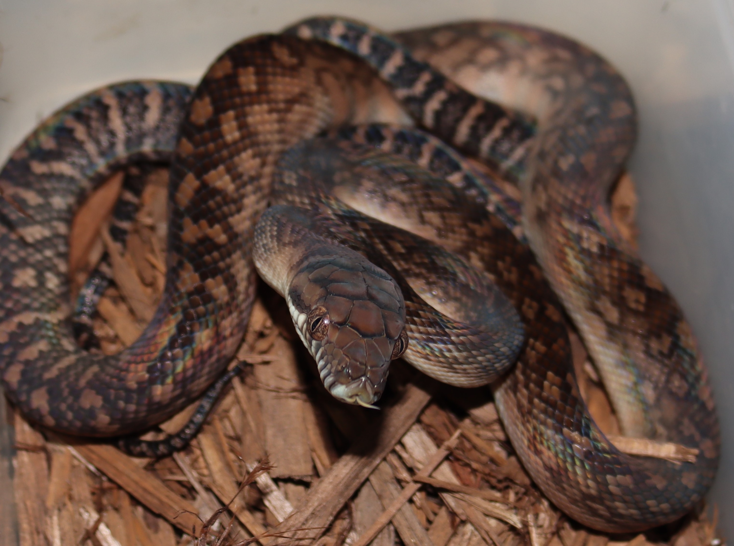 Southern scrub scrub pythons by molecular reptile
