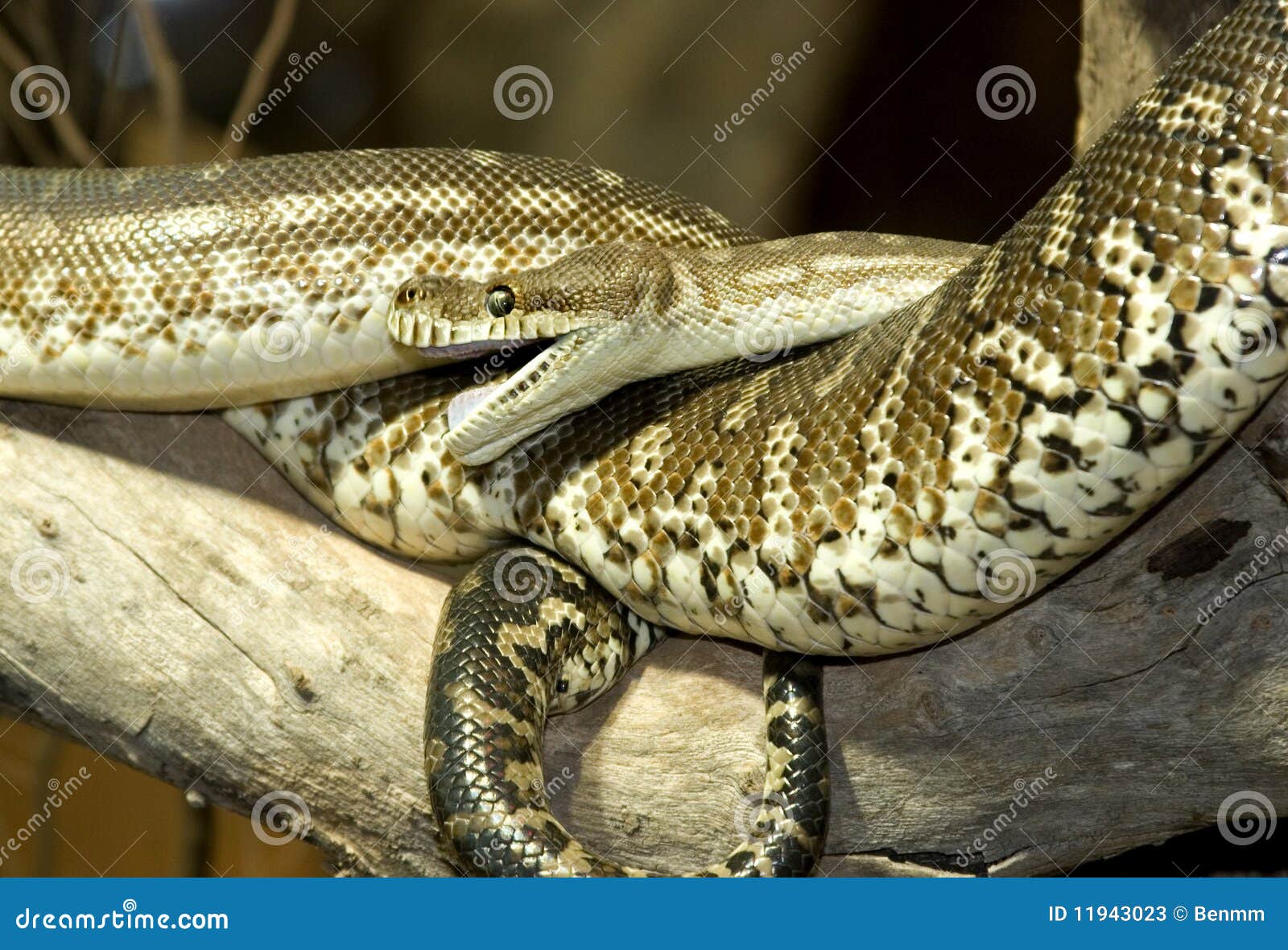 Australian python stock photos