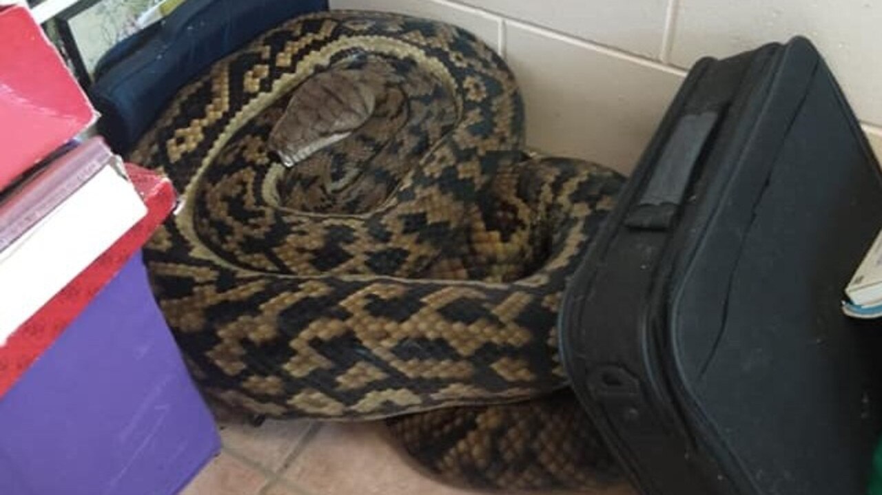 Fnq snakes massive scrub python found in home at mission beach the cairns post