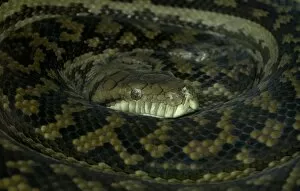 Python collection of photo prints and gifts