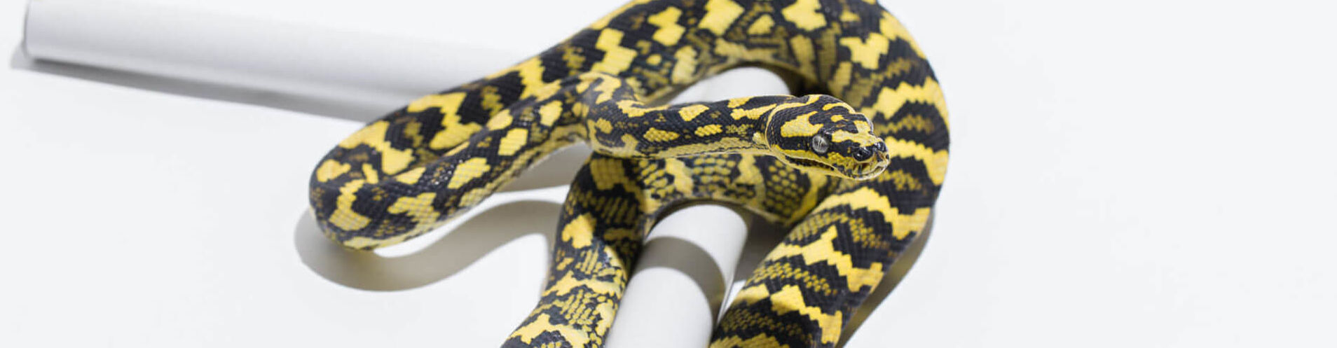 Carpet python subspecies