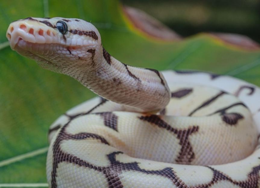 Ball python care sheet