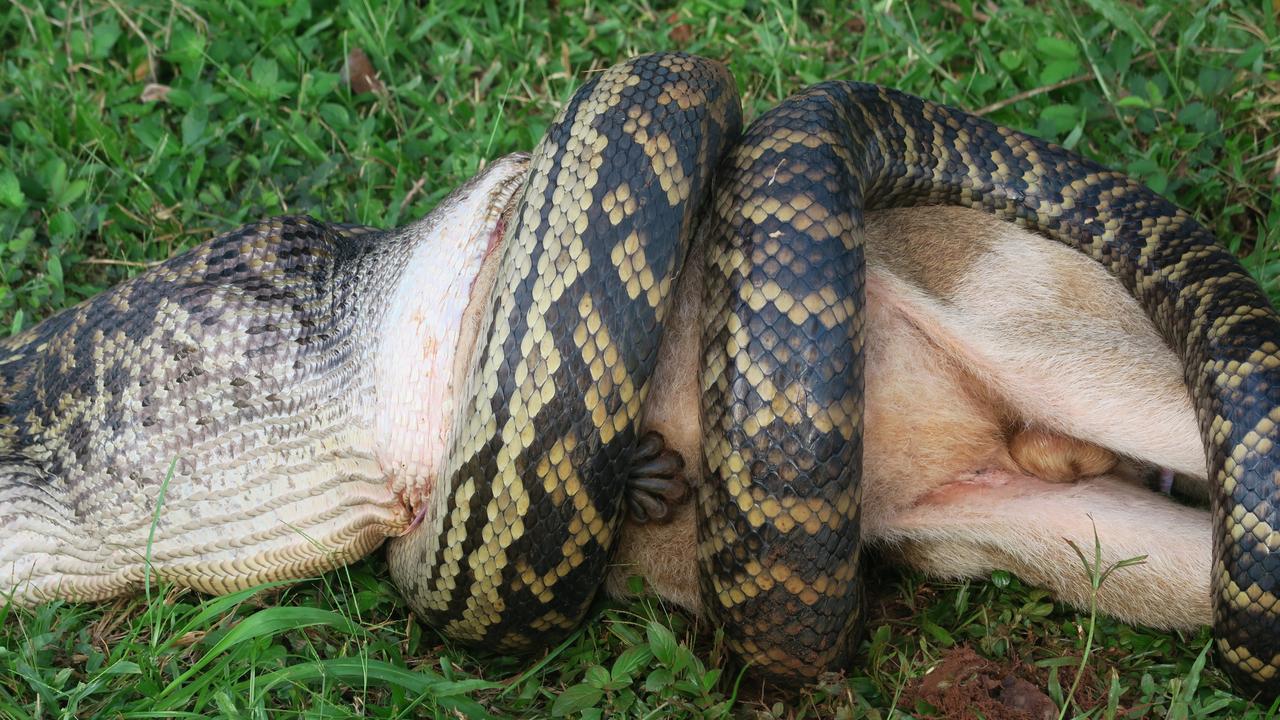 Mission beach python fnq snake vomits massive wallaby the cairns post