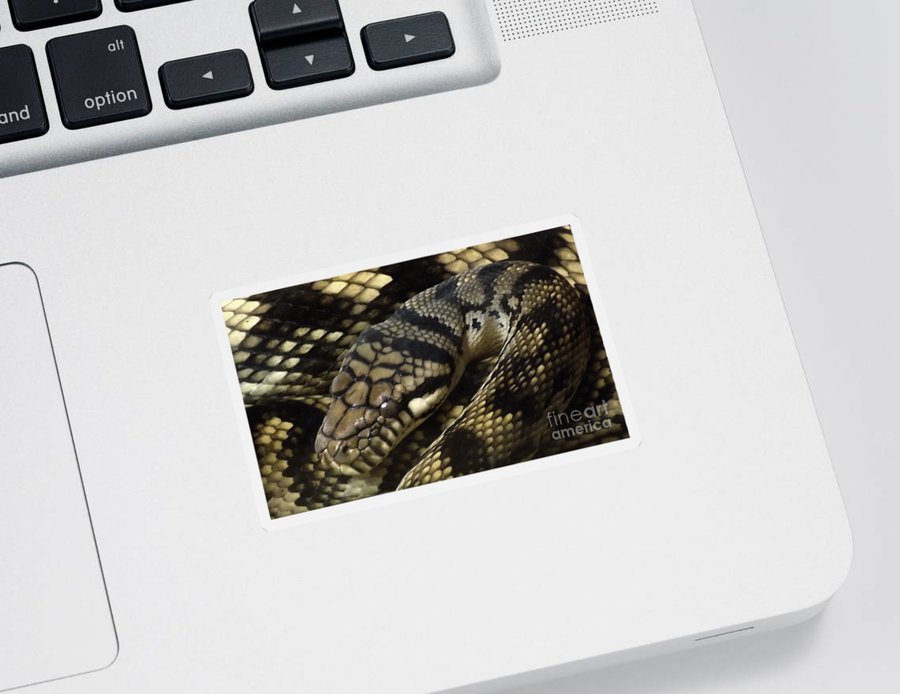 Scrub python abstraction sticker by sara raber