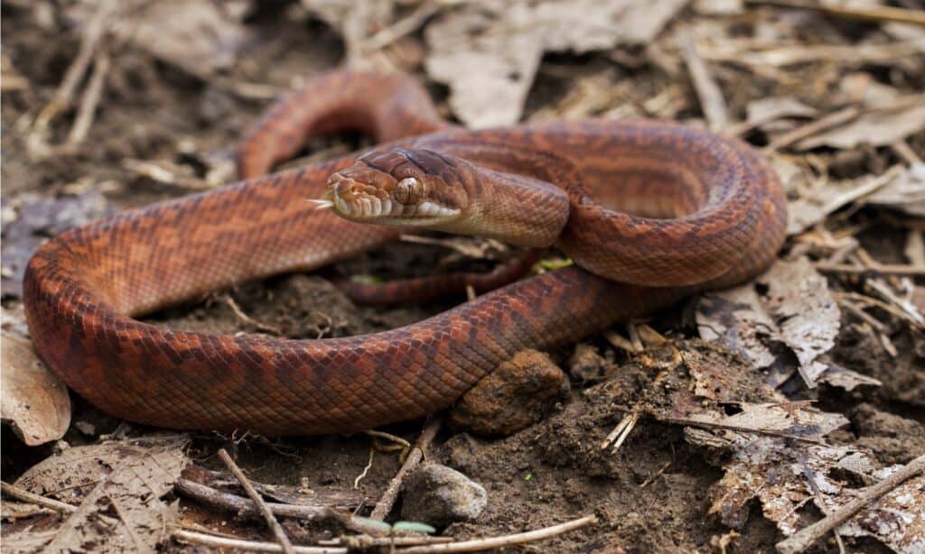 Amethystine python scrub python animal facts simalia amethistina
