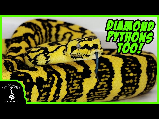 Do carpet pythons make good pets
