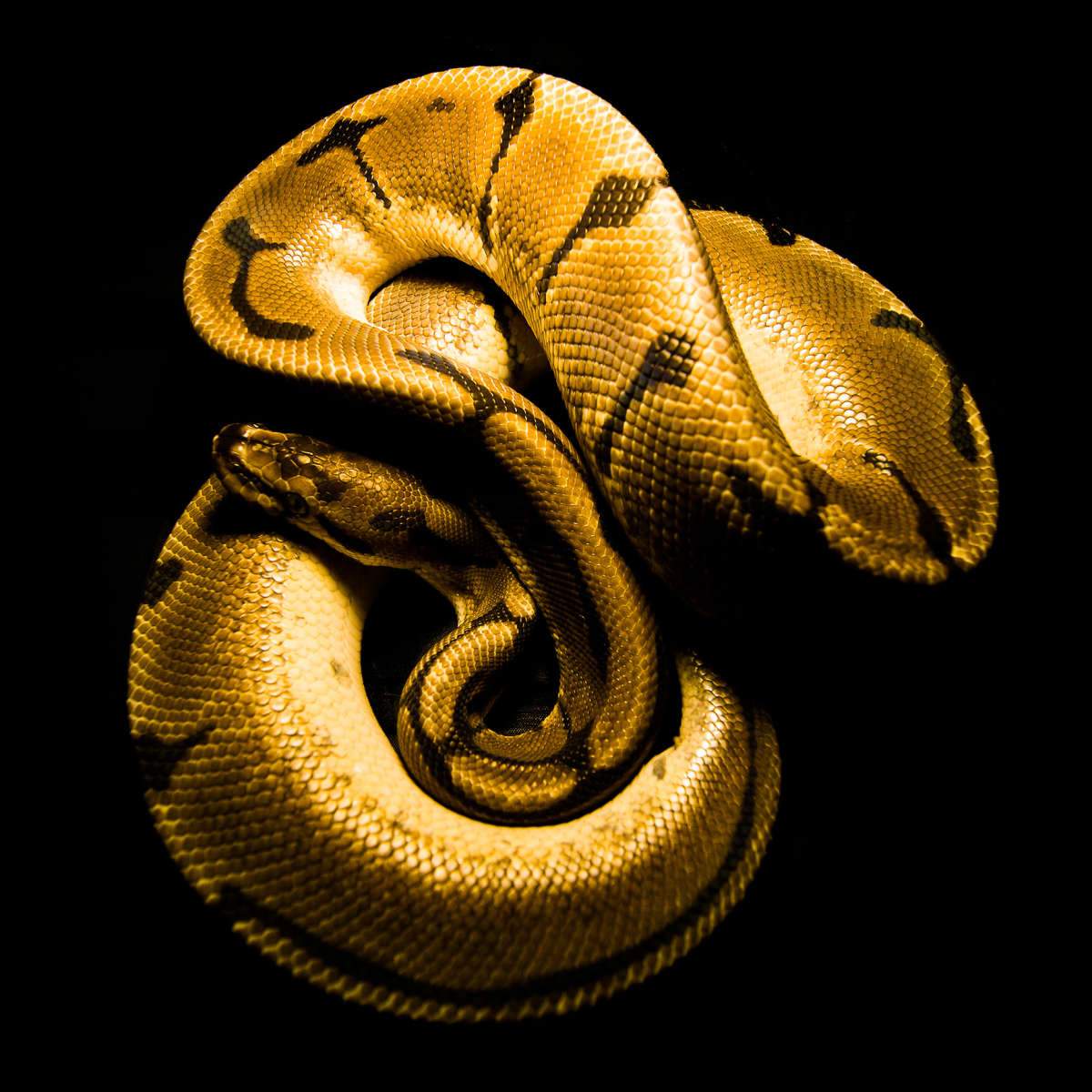 Python wall art paintings drawings photograph art prints
