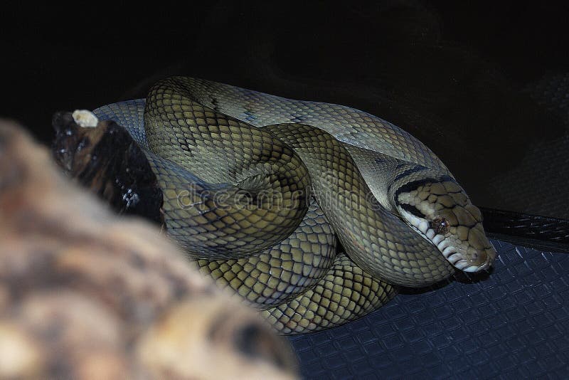 Largest snakes stock photos