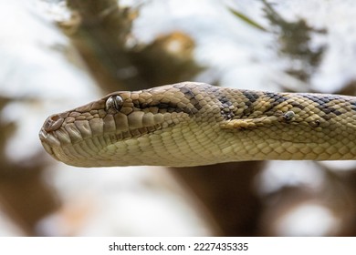 Scrub python images stock photos d objects vectors