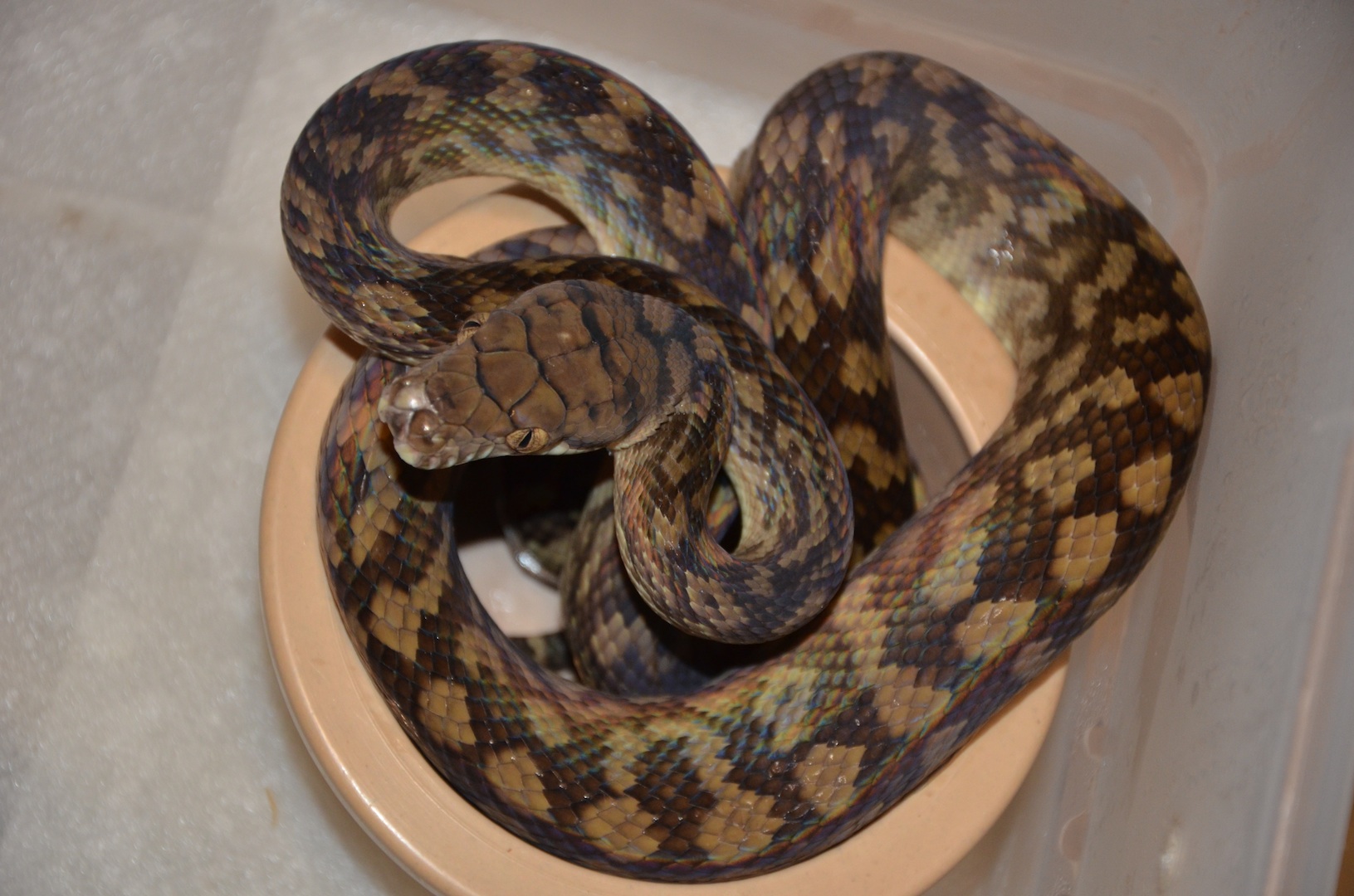 Pythons